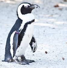 Image result for Spheniscus demersus