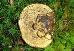 Attēlu rezultāti vaicājumam “Inonotus leporinus”