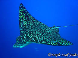 Resultado de imagen para cozumel dive