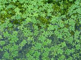 Attēlu rezultāti vaicājumam “Callitriche cophocarpa”