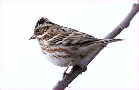Image result for Emberiza rustica