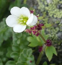 Attēlu rezultāti vaicājumam “Saxifraga cymbalaria flower”