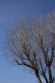 Attēlu rezultāti vaicājumam “Populus x canescens”