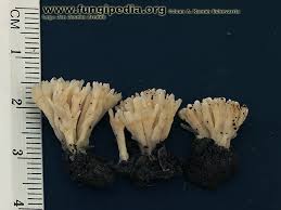 Attēlu rezultāti vaicājumam “Tremellodendropsis tuberosa”