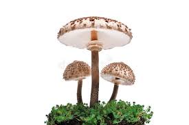 Attēlu rezultāti vaicājumam “Macrolepiota”