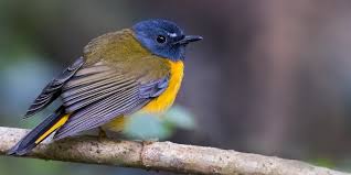 Attēlu rezultāti vaicājumam “Muscicapidae”