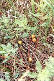 Attēlu rezultāti vaicājumam “Astragalus arenarius fruit”