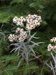 Attēlu rezultāti vaicājumam “Anaphalis margaritacea flower”