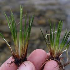 Attēlu rezultāti vaicājumam “Isoetaceae”