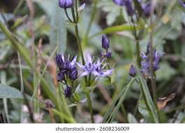 Attēlu rezultāti vaicājumam “Swertia perennis leaf”