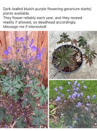 Image result for Geranium `Purple Haze`