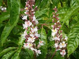 Attēlu rezultāti vaicājumam “Aesculus x neglecta flower”