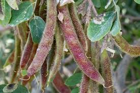 Attēlu rezultāti vaicājumam “Robinia neomexicana”