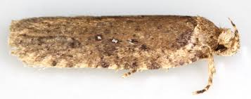 Attēlu rezultāti vaicājumam “Agonopterix ciliella imago”