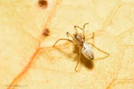 Attēlu rezultāti vaicājumam “Tetragnathidae”