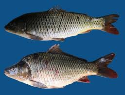 Image result for Cyprinus carpio
