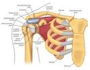 Shoulder Muscles and The Proper Way to Approach Workouts for Shoulders