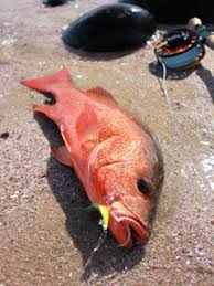 Image result for Lutjanus colorado