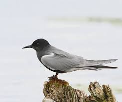 Attēlu rezultāti vaicājumam “Chlidonias niger eggs”