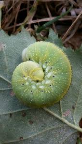 Attēlu rezultāti vaicājumam “Cimbex femoratus imago”