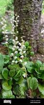 Attēlu rezultāti vaicājumam “Pyrola rotundifolia”