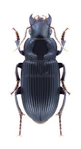 Attēlu rezultāti vaicājumam “Pseudoophonus rufipes”