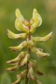 Attēlu rezultāti vaicājumam “Astragalus glycyphyllos flower”