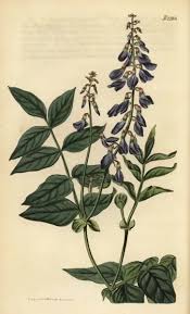 Attēlu rezultāti vaicājumam “Galega orientalis fruit”