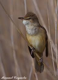 Image result for Acrocephalus arundinaceus