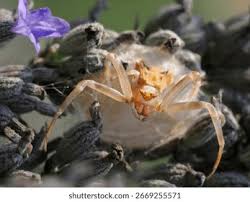 Attēlu rezultāti vaicājumam “Thomisidae”