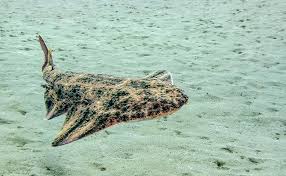 Image result for Squatina dumeril