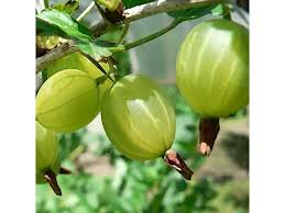 Attēlu rezultāti vaicājumam “Ribes uva-crispa fruit”