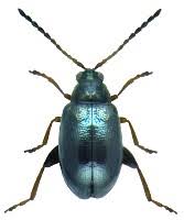 Attēlu rezultāti vaicājumam “Alticinae”