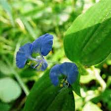 Attēlu rezultāti vaicājumam “Commelina coelestis flower”