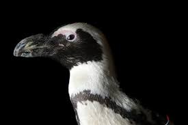 Image result for Spheniscus demersus