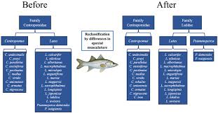 Image result for Centropomus parallelus