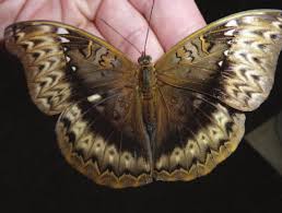 Attēlu rezultāti vaicājumam “Leucodonta bicoloria imago”