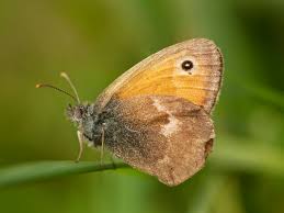 Attēlu rezultāti vaicājumam “Coenonympha pamphilus”