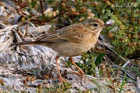 Image result for Anthus godlewskii