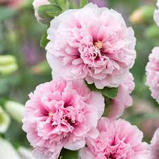 Image result for Alcea rosea `Appleblossom`