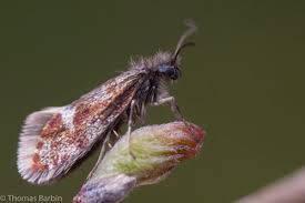 Attēlu rezultāti vaicājumam “Eriocraniidae”