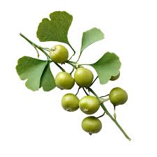 Attēlu rezultāti vaicājumam “Ginkgo biloba fruit”