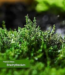 Attēlu rezultāti vaicājumam “Brachythecium”