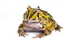 Image result for Ceratophrys ornata