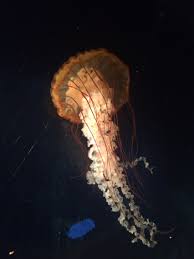 Attēlu rezultāti vaicājumam “Scyphozoa”