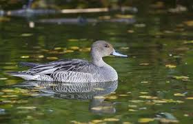 Attēlu rezultāti vaicājumam “Anas acuta male”
