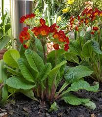 Attēlu rezultāti vaicājumam “Primula veris var. rubra flower”
