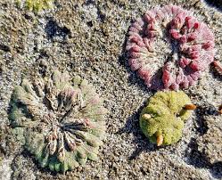 Attēlu rezultāti vaicājumam “Riccia”