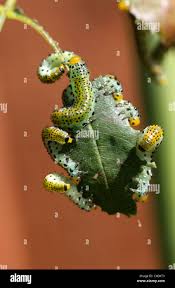 Attēlu rezultāti vaicājumam “Argidae larva”