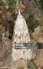 Attēlu rezultāti vaicājumam “Aphomia sociella female”